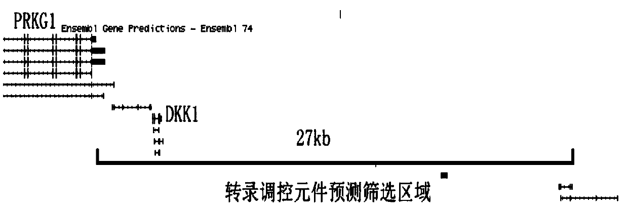 Screening method of lung cancer specific transcription regulation and control element