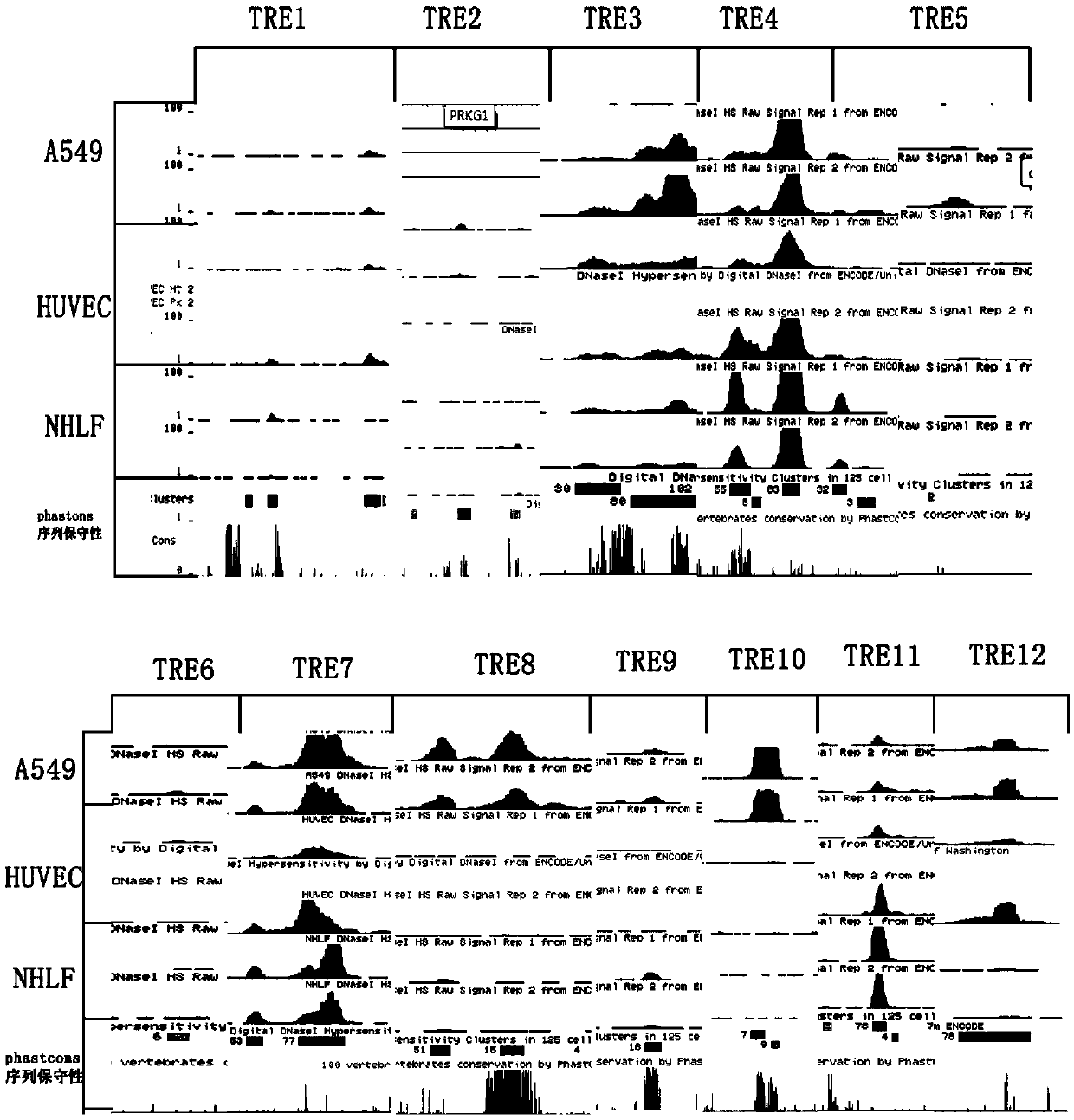 Screening method of lung cancer specific transcription regulation and control element