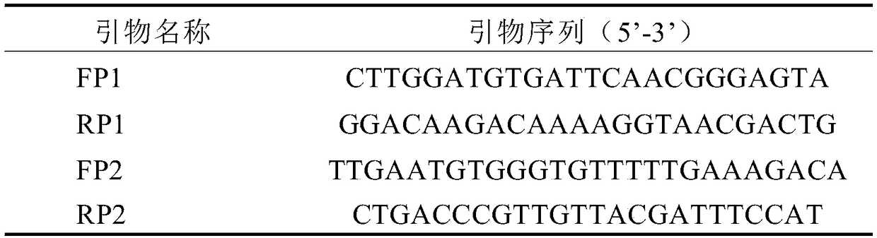 AaWBC1 gene promoter as well as functional verification method and application thereof