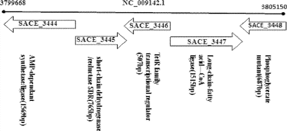 Method for improving erythrocin yield through inactivation saccharopolyspora erythraea SACE_3446 gene