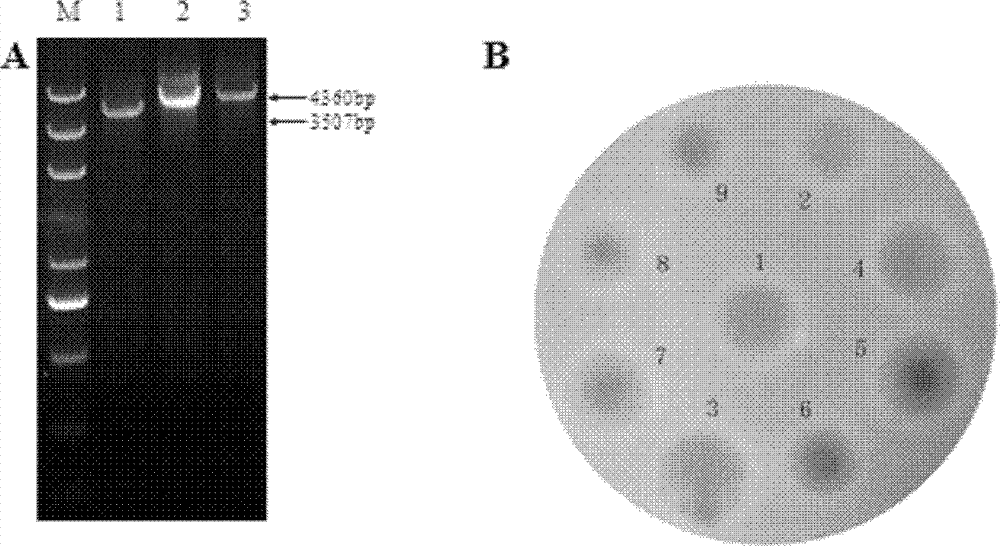 Method for improving erythrocin yield through inactivation saccharopolyspora erythraea SACE_3446 gene