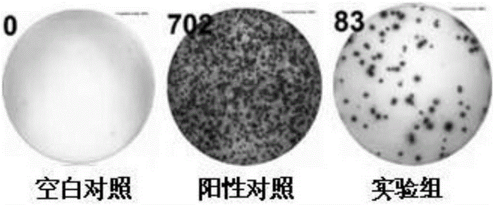 Fusion protein for inducing peripheral blood mononuclear cells to produce tuberculosis specific cytokines