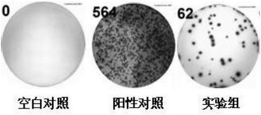 Fusion protein for inducing peripheral blood mononuclear cells to produce tuberculosis specific cytokines