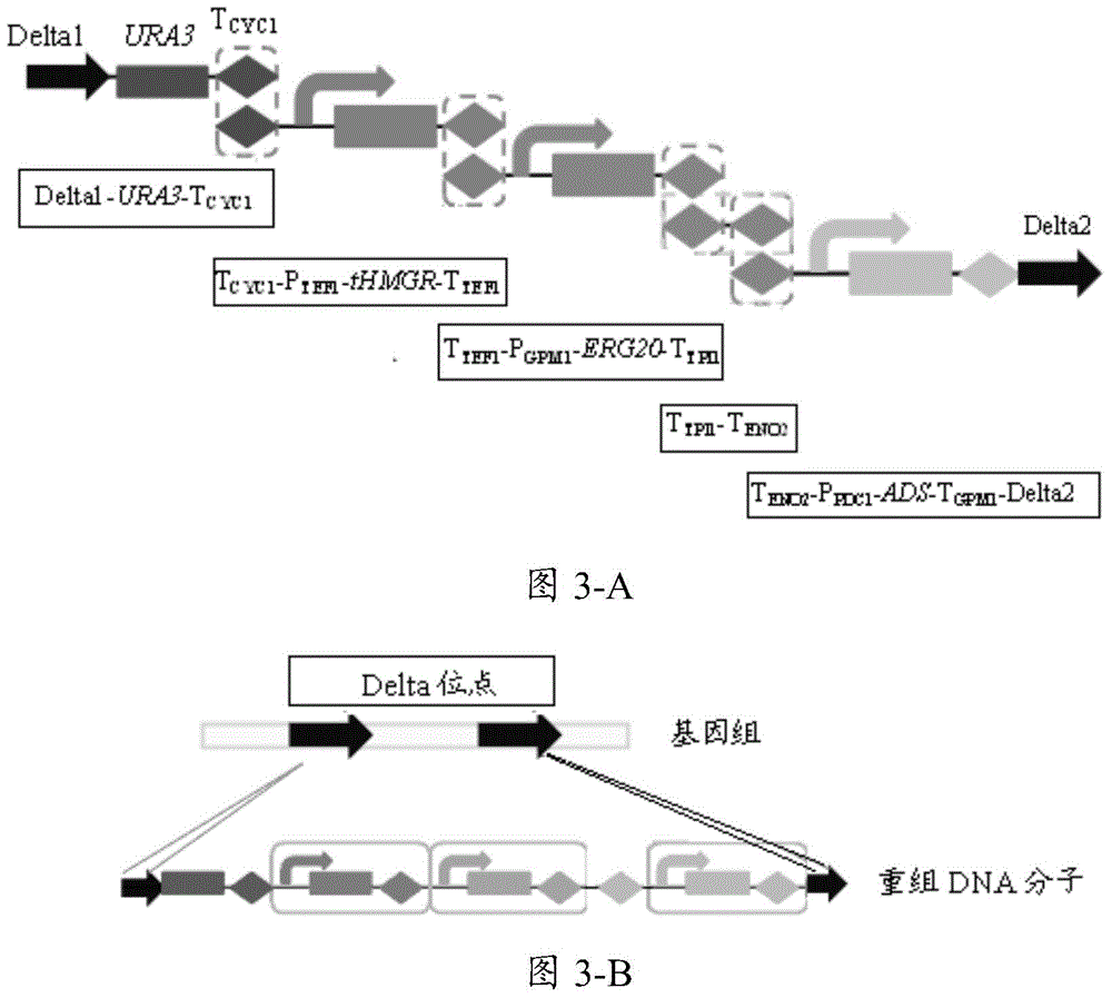 Recombinant eukaryotic strain for generating amorphadiene and method for preparing amorphadiene with recombinant eukaryotic strain