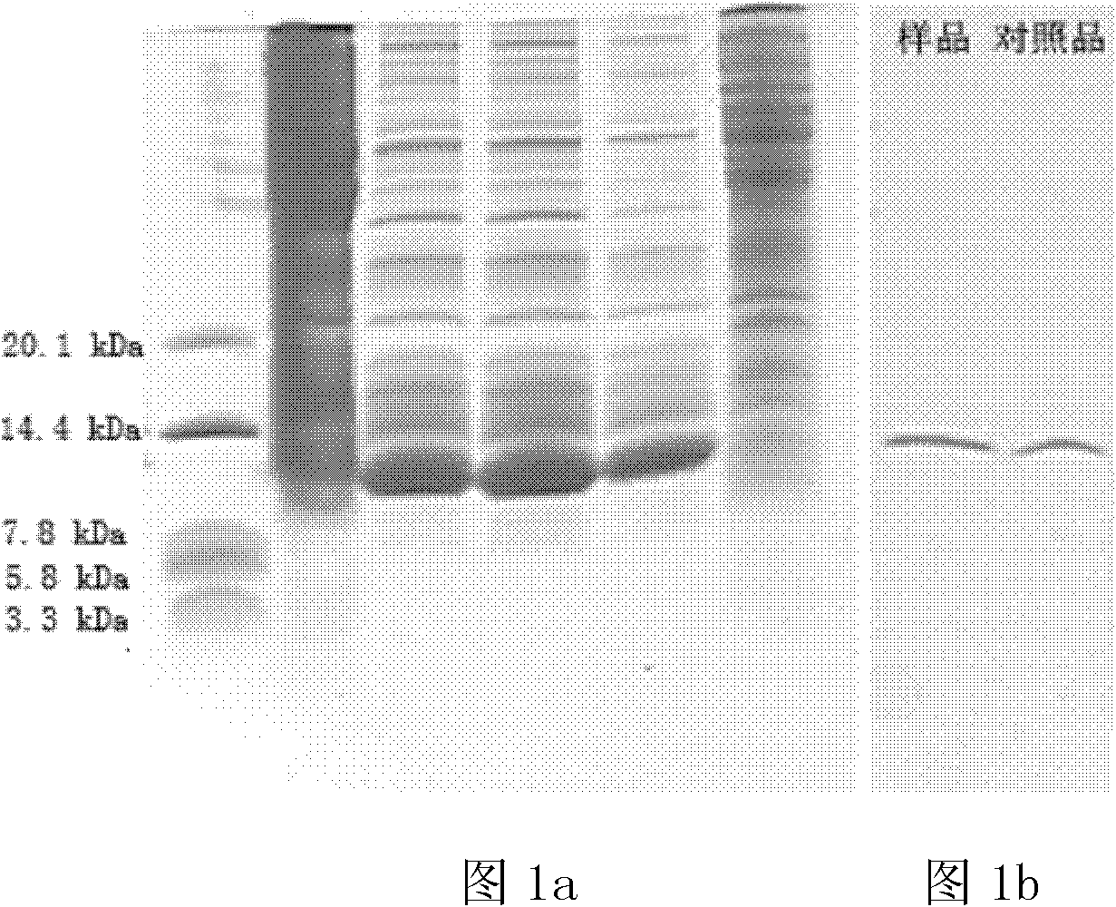 PEG interleukin 15