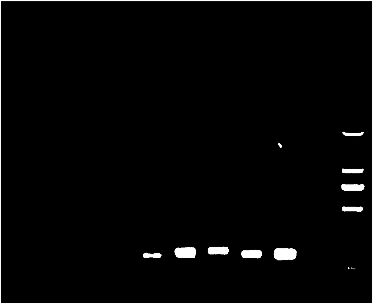 A multiplex fluorescent gene detection method for rapidly distinguishing ect, mad, mcmv, poly