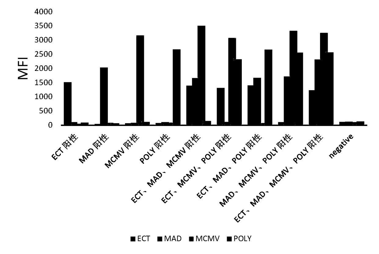 A multiplex fluorescent gene detection method for rapidly distinguishing ect, mad, mcmv, poly