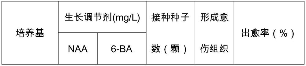 A kind of rapid propagation method of Taiwan banyan seed tissue culture