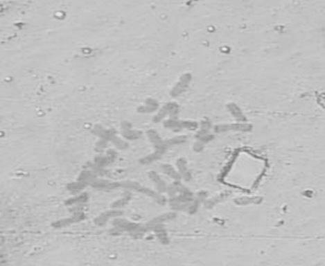 Micro-dissection method for exogenous chromosomes in trititrigia alien substitution line