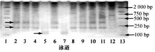 Micro-dissection method for exogenous chromosomes in trititrigia alien substitution line