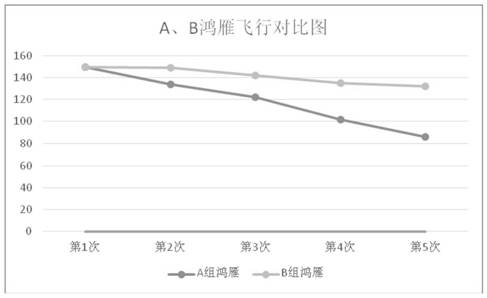 Feed formula suitable for flying of adult swan gooses