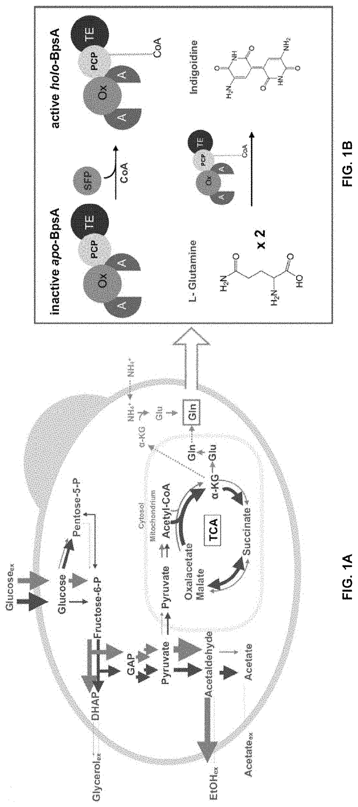 Host yeast cells and methods useful for producing indigoidine