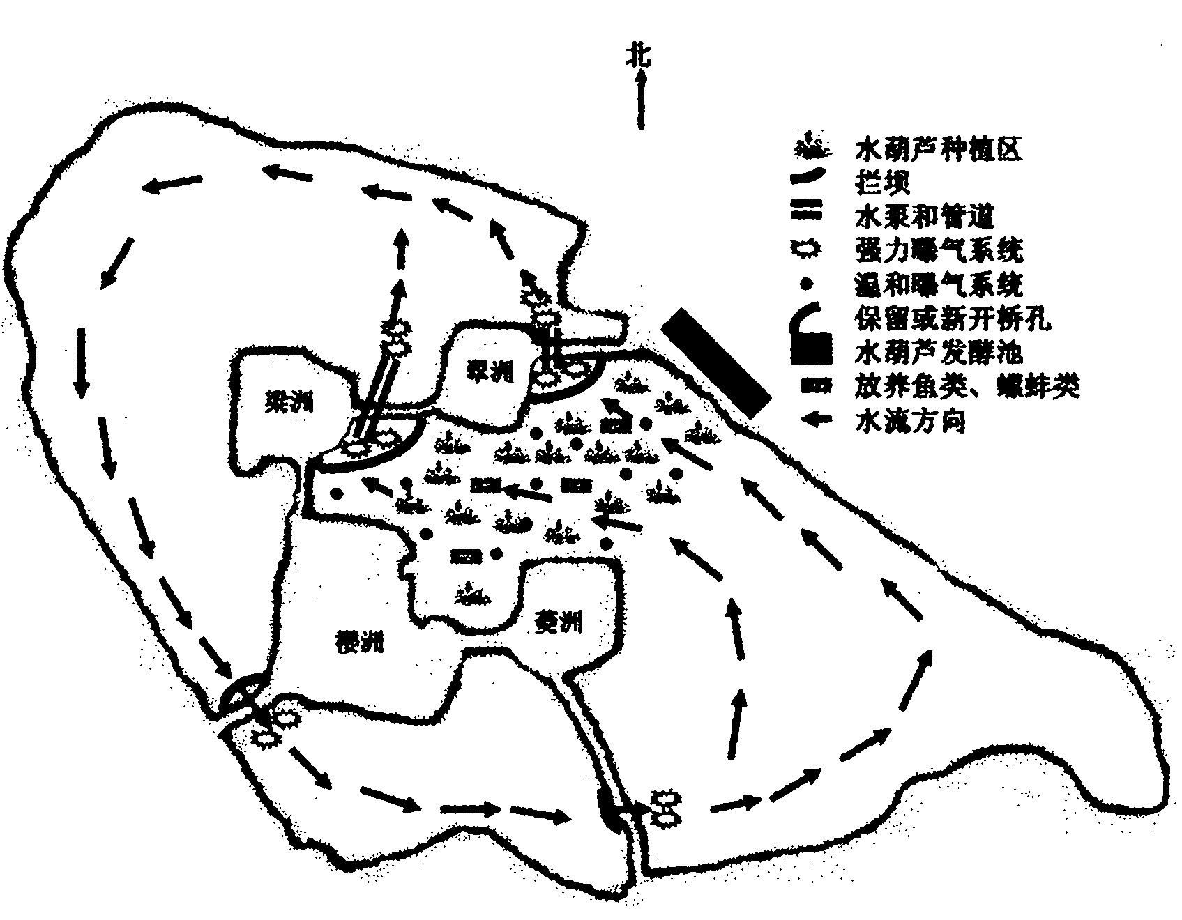 Method for treating polluted water body by using water hyacinths