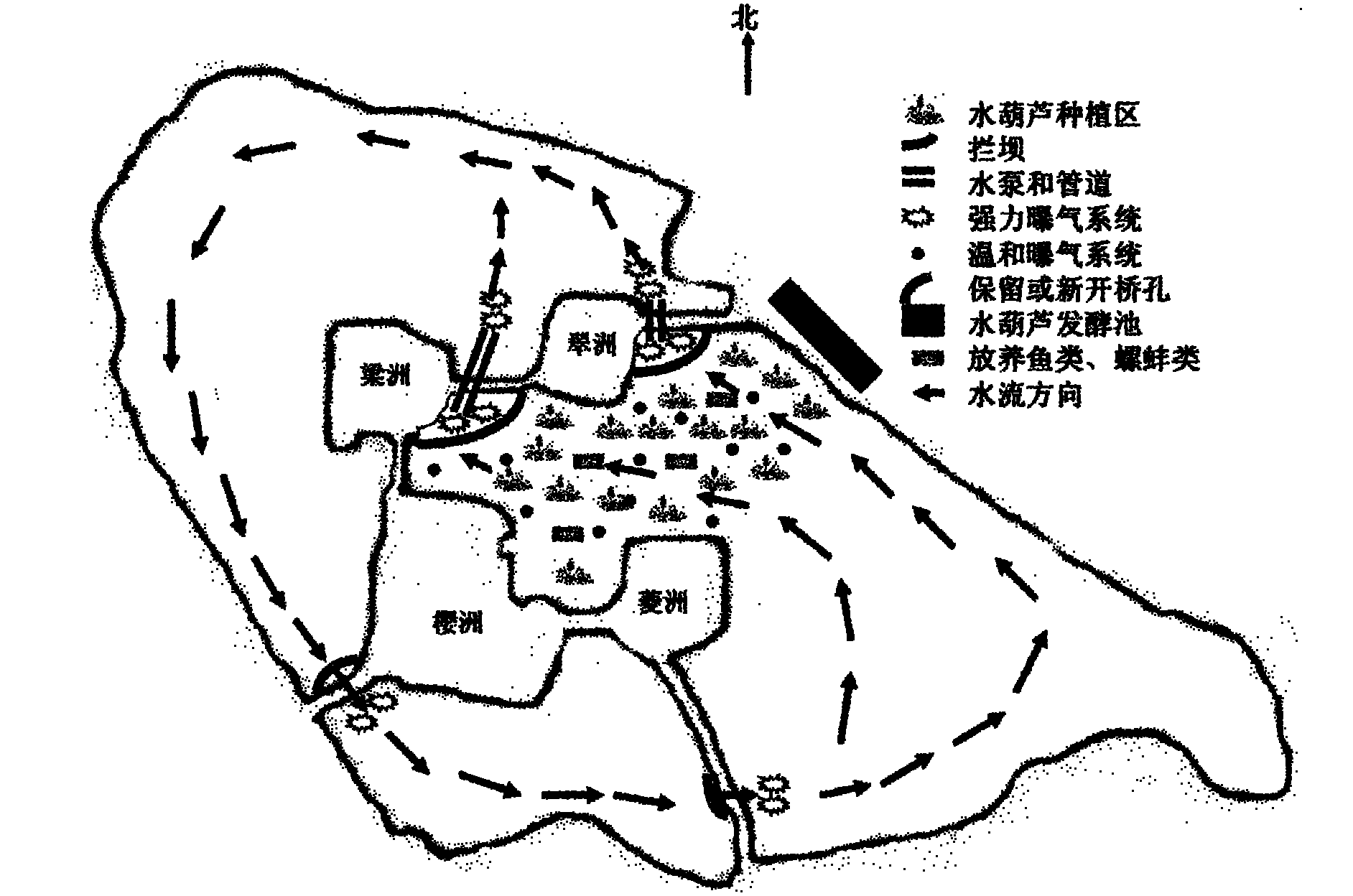 Method for treating polluted water body by using water hyacinths