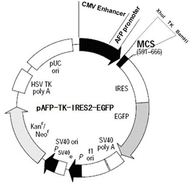 Application of chylomicron as liver targeting gene treatment vector