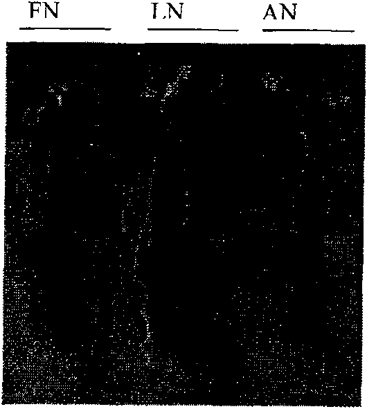 Method for accelerating vegetation in low-nitrogen condition