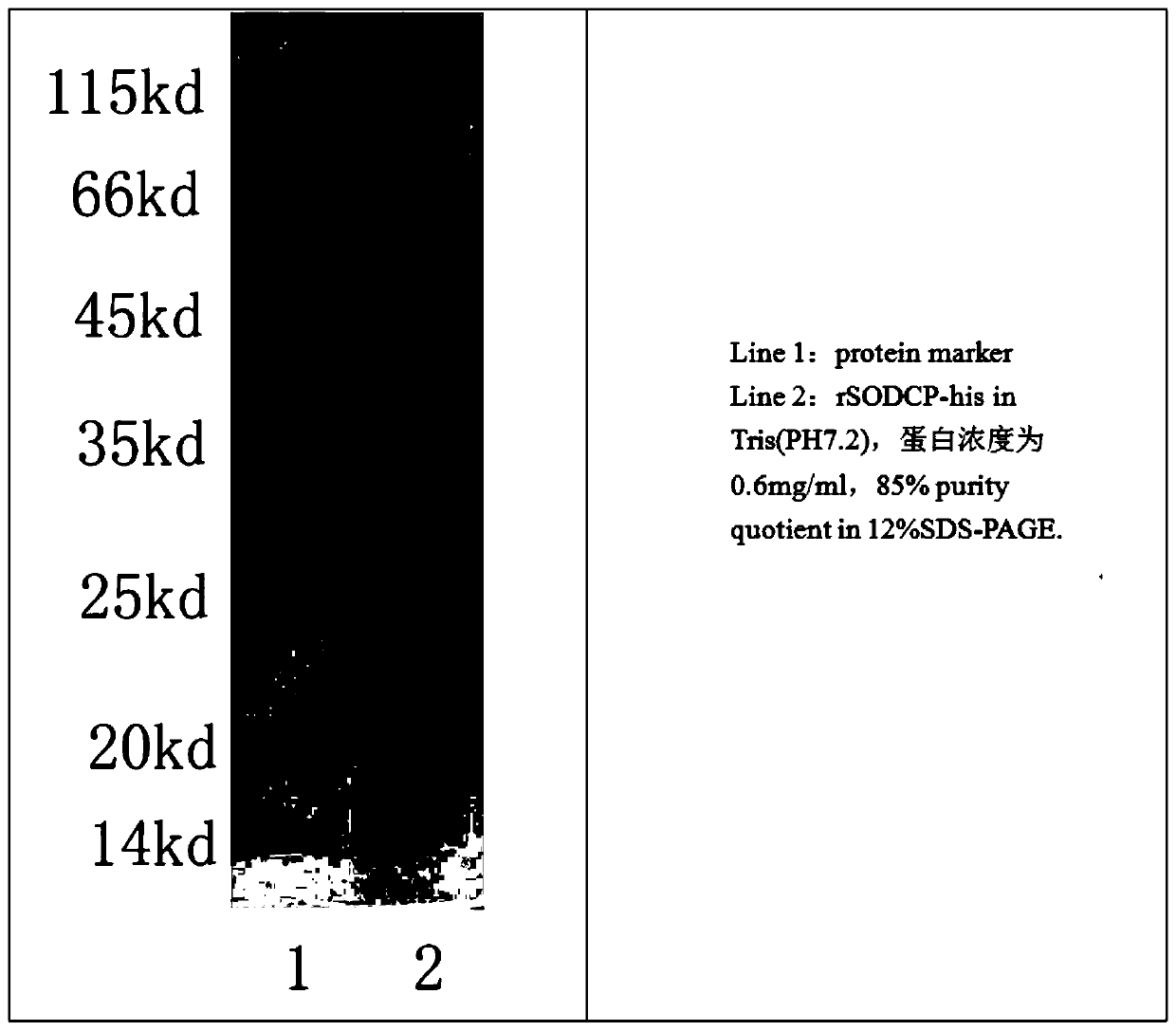 Preparation method and application of rice Cu/Zn-SOD polyclonal antibody