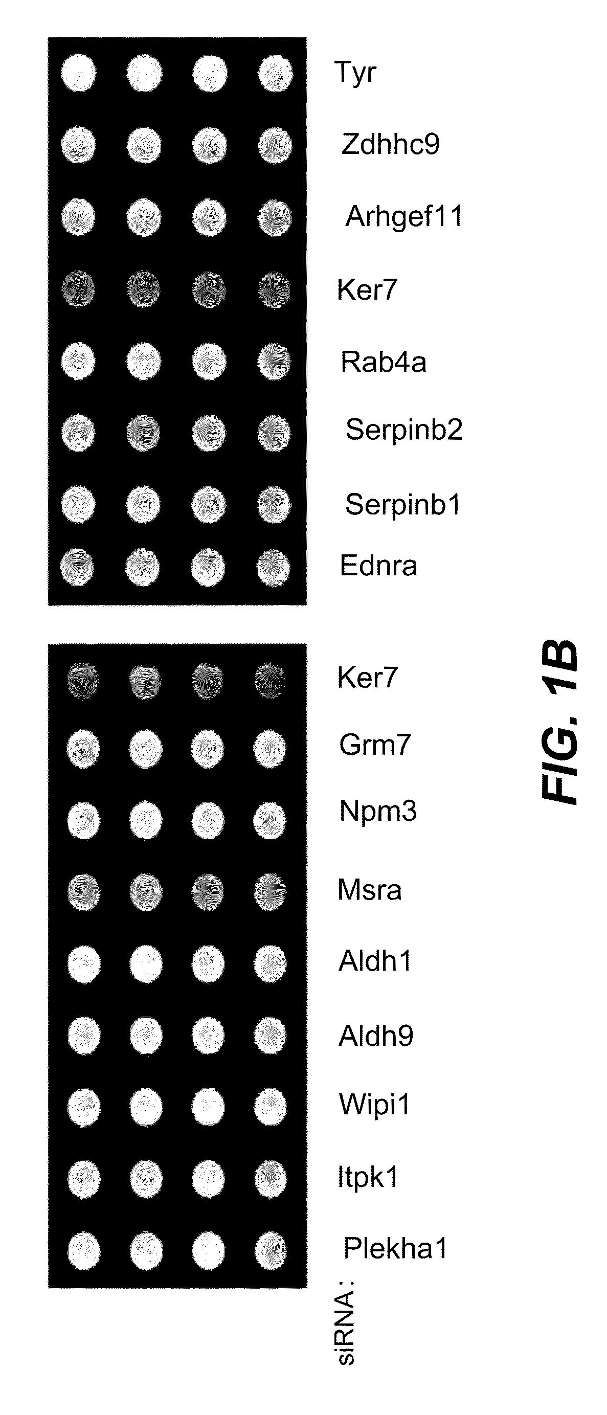 Aldehyde dehydrogenase inhibitors as novel depigmenting agents