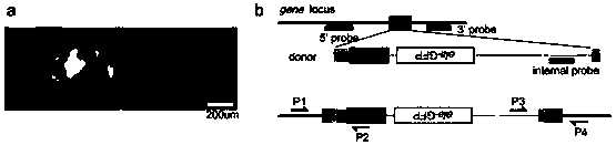 Vector without frameshift mutation after recombination, method and application of site-directed gene knock-in in Xenopus frog genome