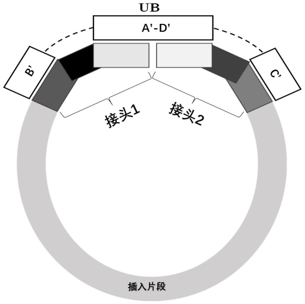 Universal hybridization enhancer and method for targeted sequencing