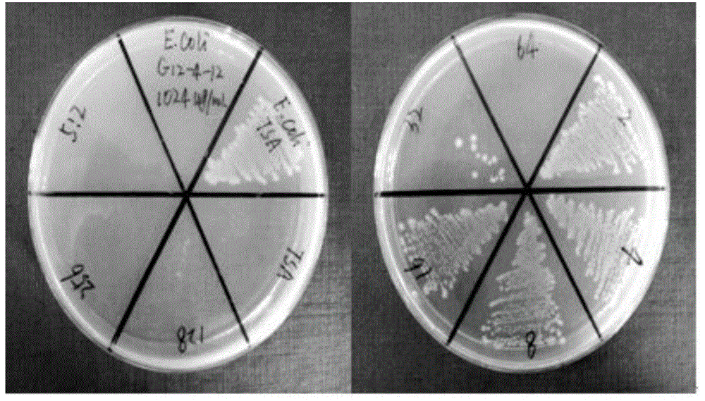 High-efficiency benzene acrylic antibacterial multipolymer emulsion type surface sizing agent and preparation method thereof