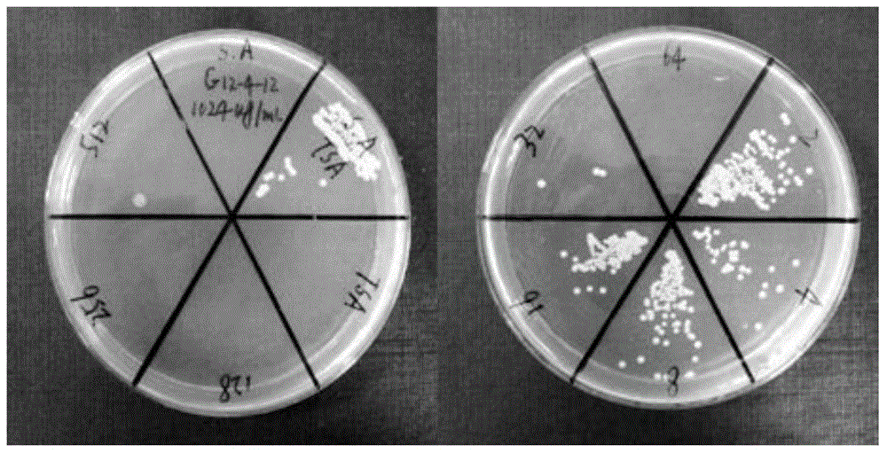 High-efficiency benzene acrylic antibacterial multipolymer emulsion type surface sizing agent and preparation method thereof