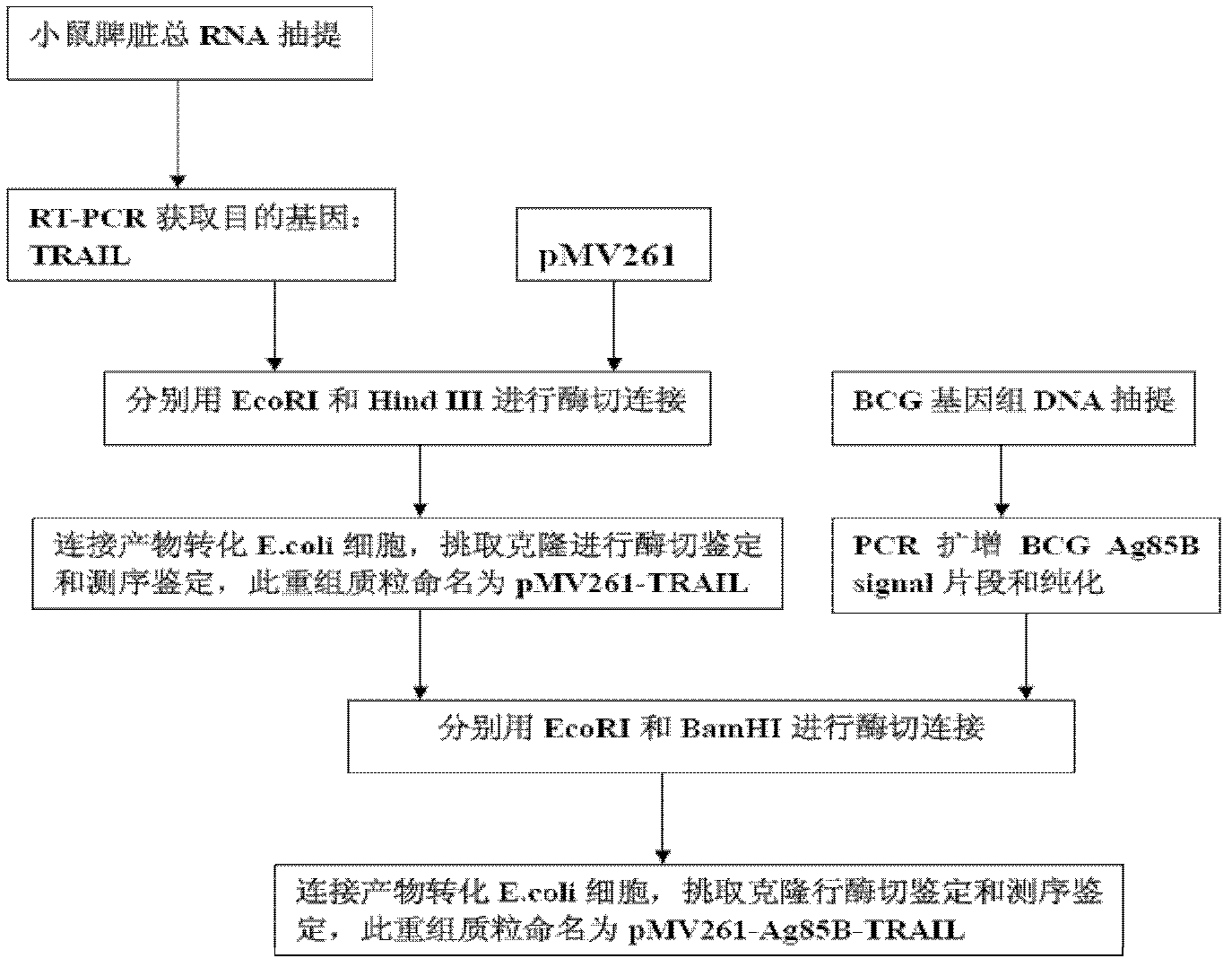 Construction and application of TRAIL (Tumor Necrosis Factor-Related Apoptosis-Inducing Ligand) recombinant bacille calmette guerin (rBCG)