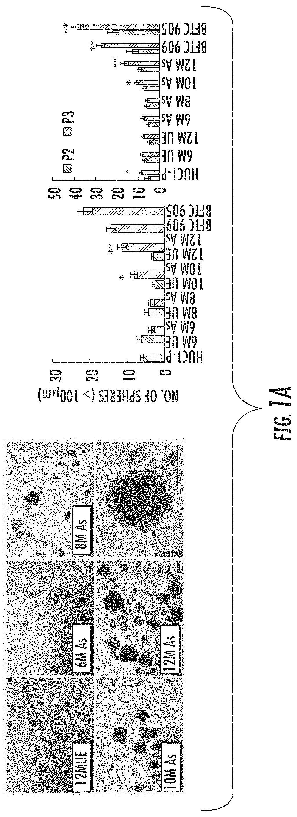 Pharmaceutical agents targeting cancer stem cells