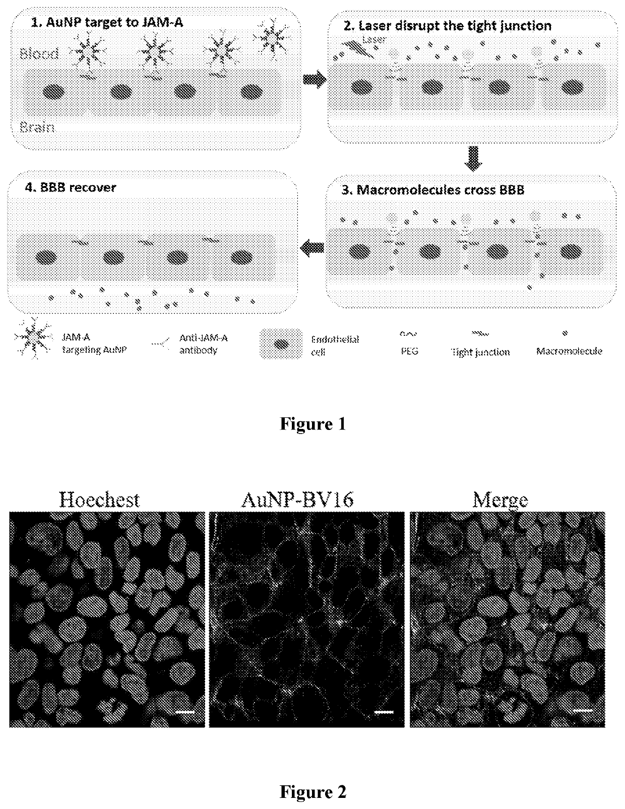 Method for optical opening of the blood-brain barrier