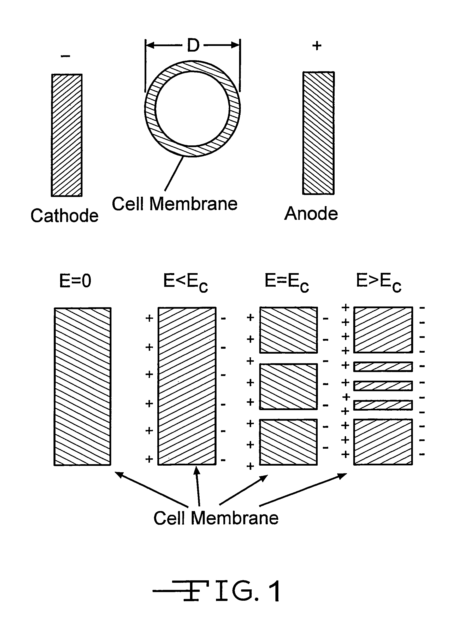 Method of treating biocells