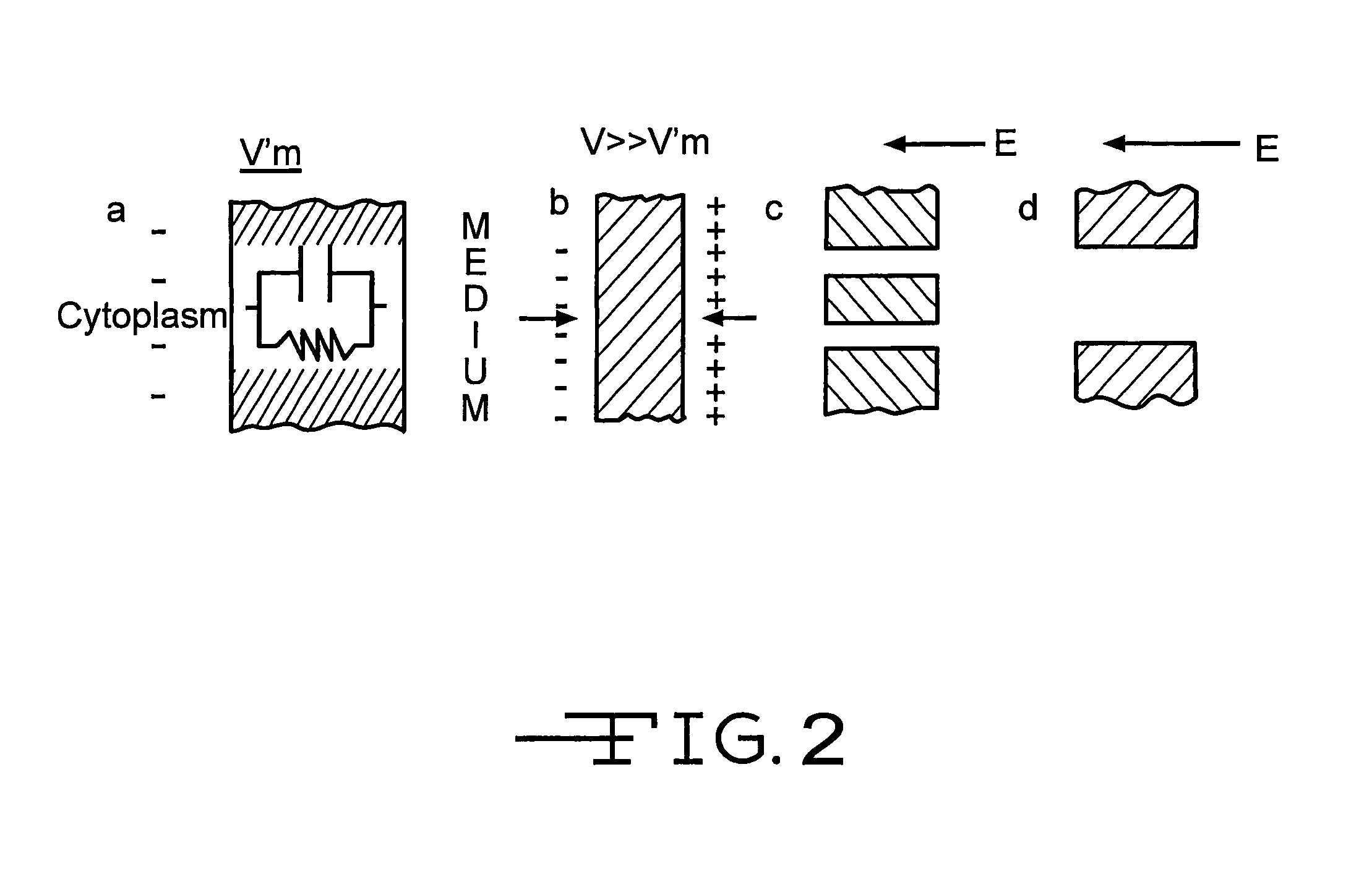 Method of treating biocells