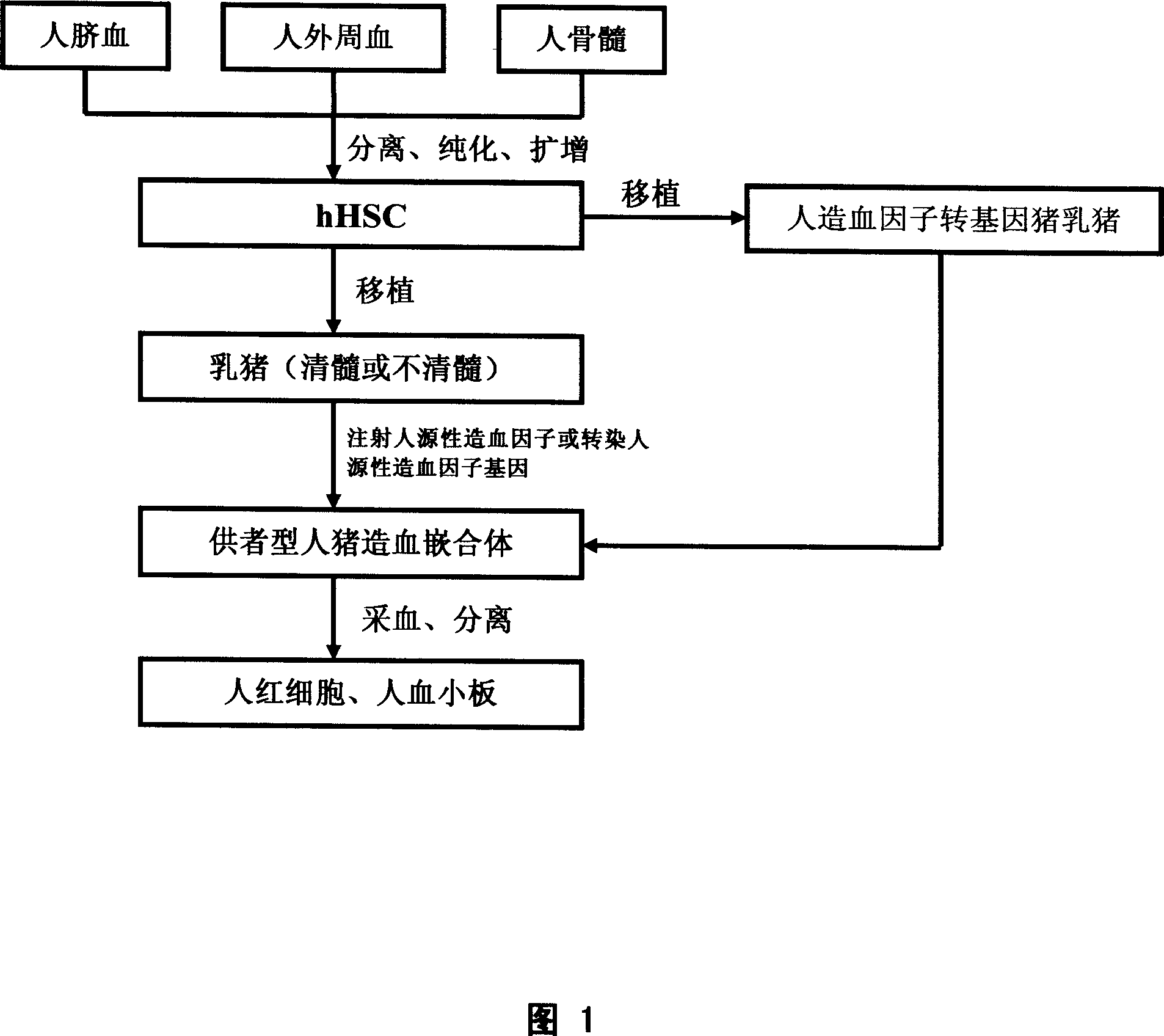 Donor type hemopoietic chimera and its prepn process