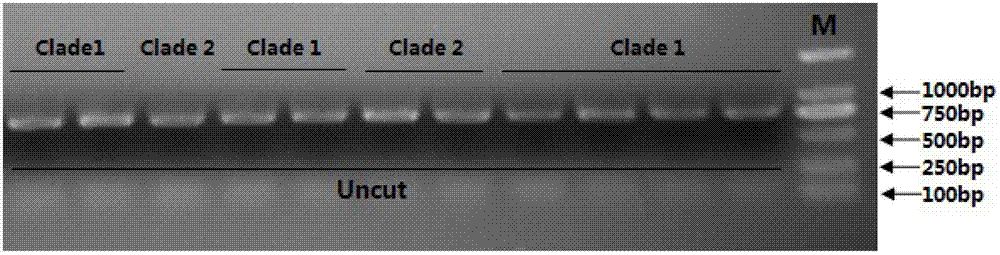 Primer and identifying method for identifying different genetic collateral series of aphelinid