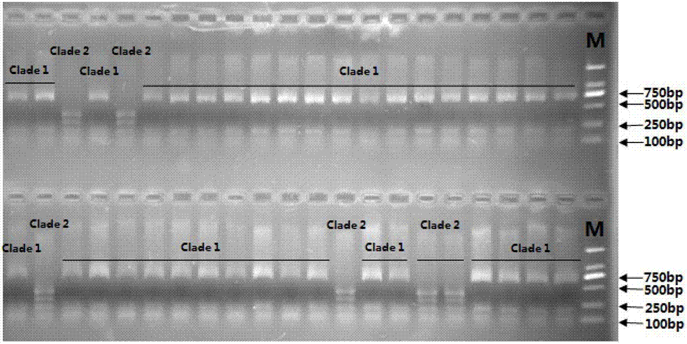 Primer and identifying method for identifying different genetic collateral series of aphelinid