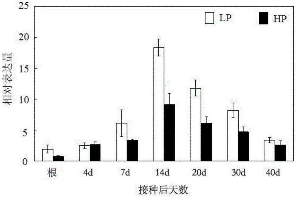 New application of cell wall expansion protein gene gmexpb6