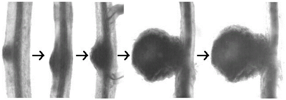 New application of cell wall expansion protein gene gmexpb6