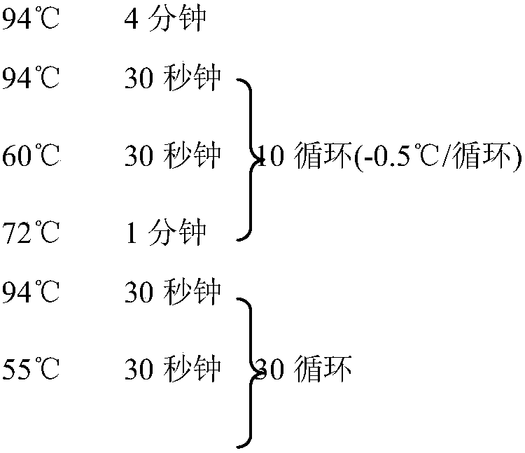 Molecular marker primers of major gene loci of NSS (Number of Seeds per Silique) trait of rape and application of molecular marker primers