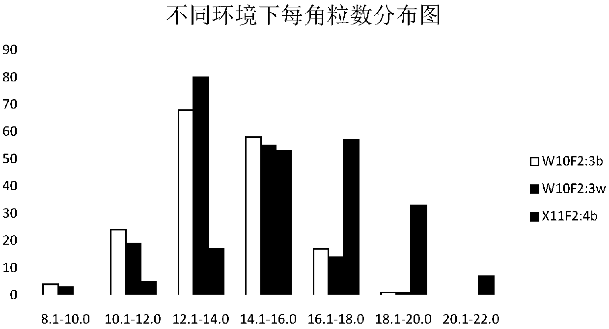 Molecular marker primers of major gene loci of NSS (Number of Seeds per Silique) trait of rape and application of molecular marker primers