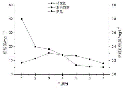 Iron matrix autotrophic denitrification microbacterium strain and application thereof