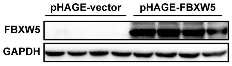 Application of fbxw5 and its inhibitors in the preparation of drugs for the treatment of fatty liver and related diseases