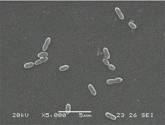 Strain HD385 producing L-erythrulose through microorganism fermentation, and method