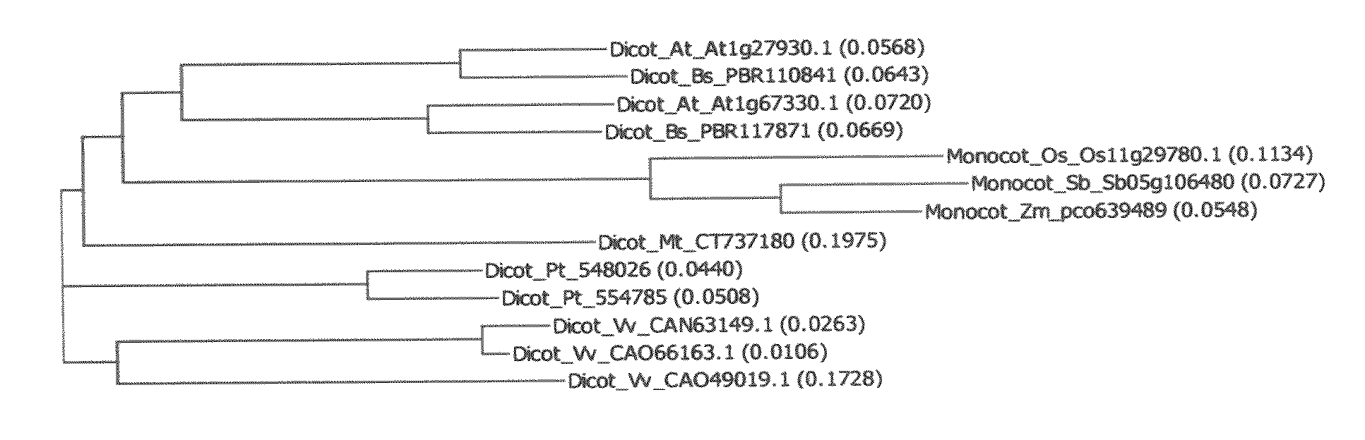 Novel At1g67330 gene involved in altered nitrate uptake efficiency