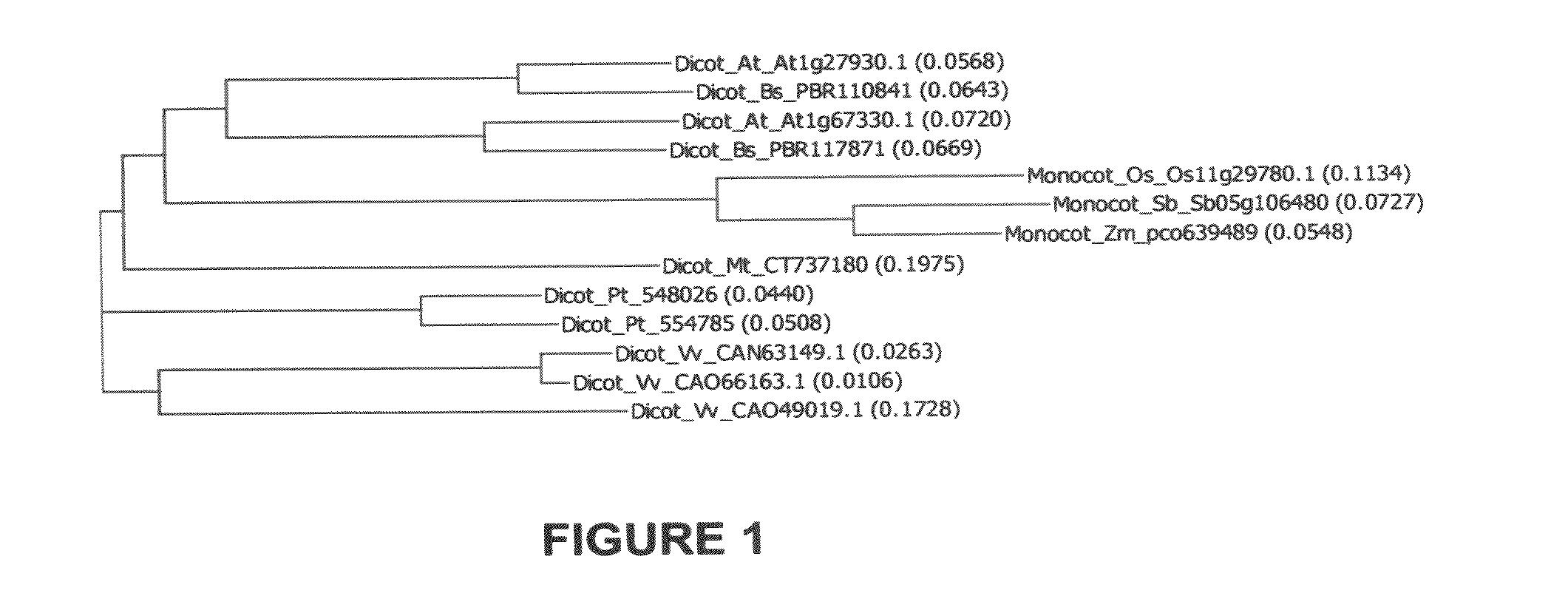 Novel At1g67330 gene involved in altered nitrate uptake efficiency