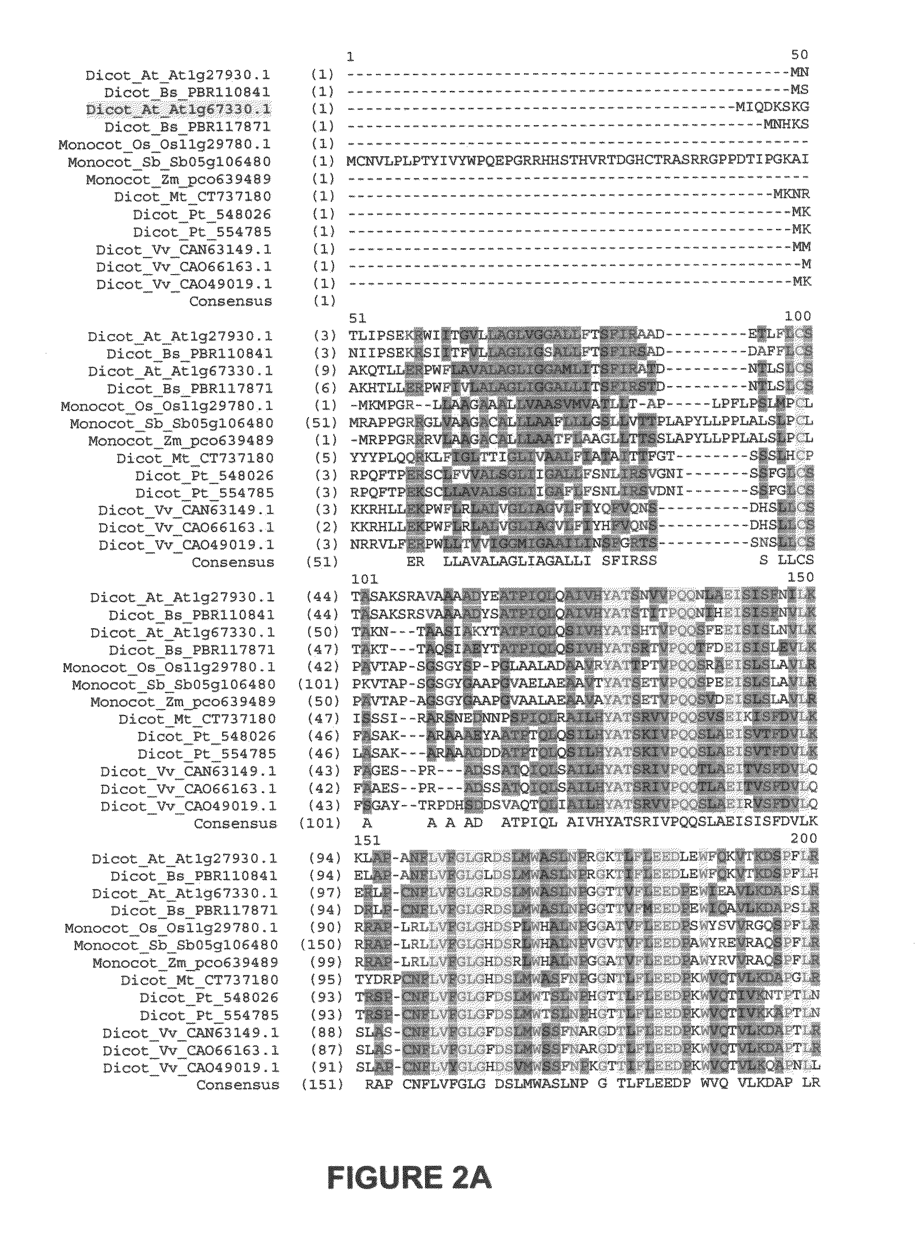 Novel At1g67330 gene involved in altered nitrate uptake efficiency