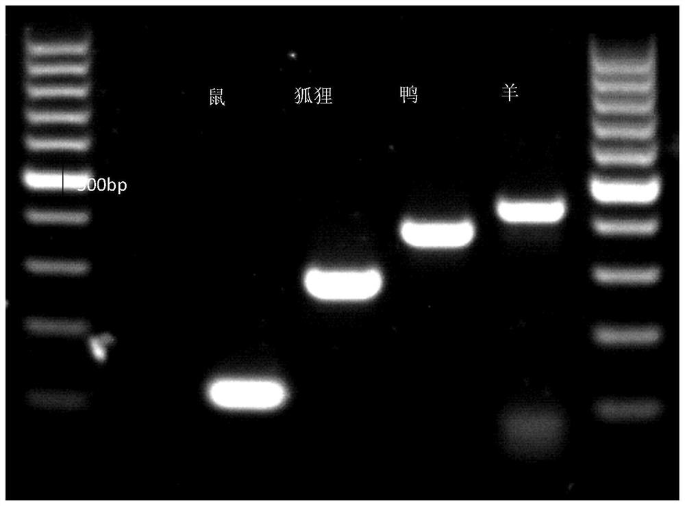 A multiplex pcr detection kit for rapid detection of meat-derived food