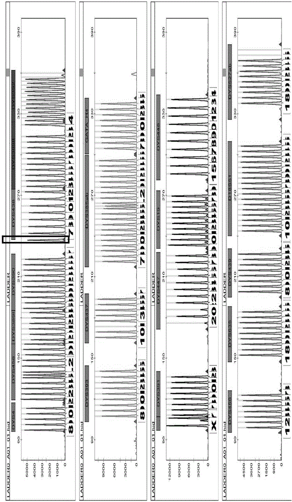 Method and system for realizing Y-STR typing on male individual by adopting 26 Y-STR genetic loci