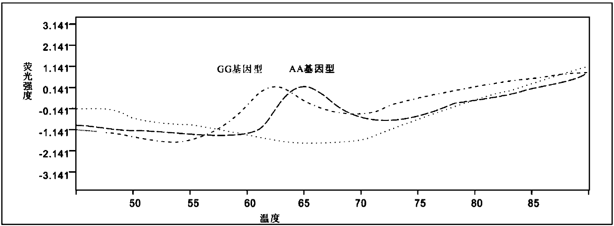 Primer, kit and method for detecting polymorphism of human MTRR gene by virtue of molecular beacon and application of primer