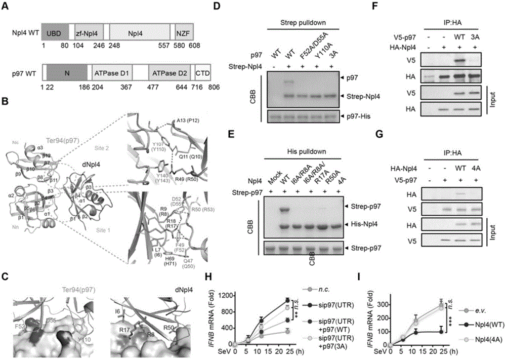 Application of p97 gene for therapy of virus infection and related medicine thereof