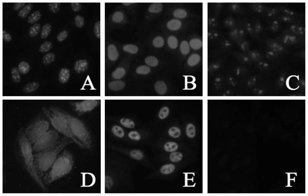 Reagents and methods for cancer detection, prognosis, and therapeutic monitoring