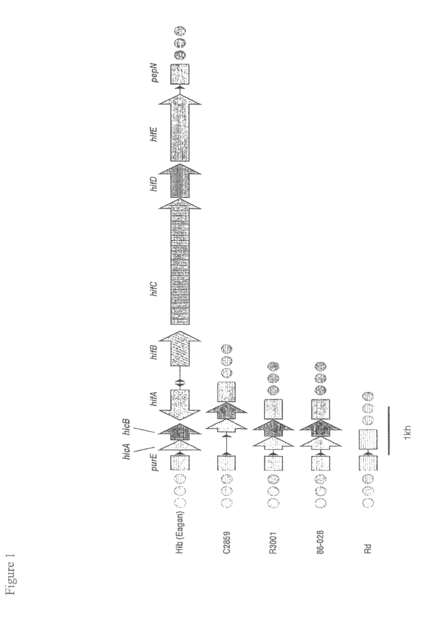 Genes of an otitis media isolate of nontypeable <i>Haemophilus influenzae</i>